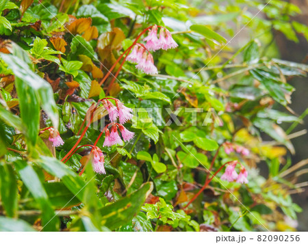 尾瀬・至仏山に咲くイワカガミ 82090256