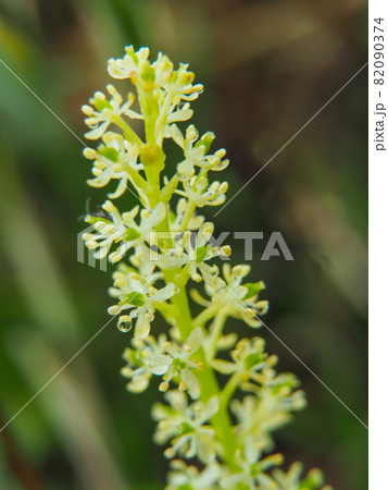 尾瀬・至仏山に咲くオゼソウ 82090374