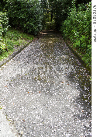 桜の花びら散る小道 82090376