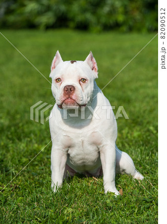 American Bully puppy dog sitting on green grass American Bully puppy dog sitting on green grass 82090512