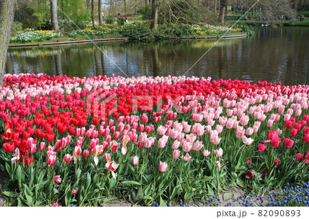 チューリップ　キューケンホフ公園　オランダ　 82090893