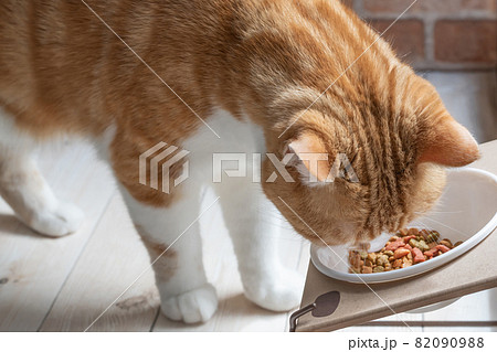 エサ台からご飯を食べる茶白猫 エサ台からご飯を食べる茶白猫 82090988