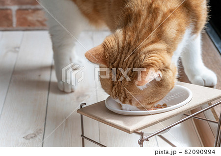 エサ台からご飯を食べる茶白猫 エサ台からご飯を食べる茶白猫 82090994