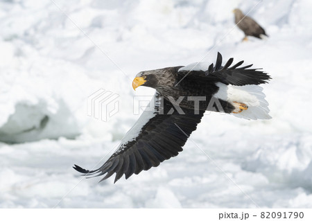 A Steller's Sea-eagle Flying over Sea Ice. 82091790