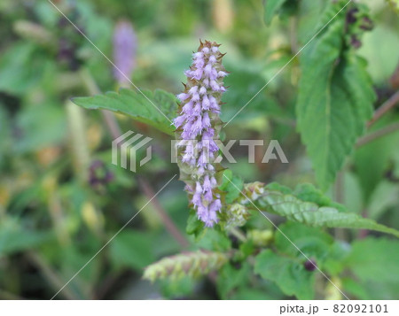 ナギナタコウジュ 82092101