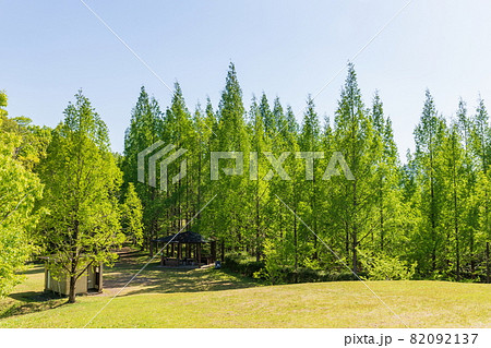 メタセコイヤの森　太古の森　（香川県三木町） 82092137