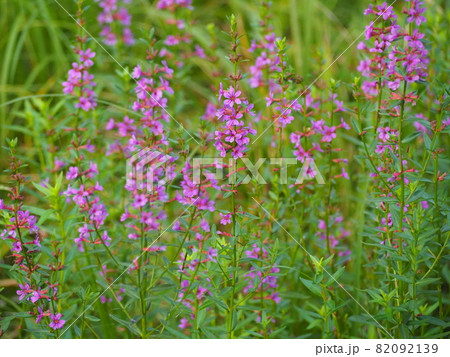 ミソハギ ミソハギ 82092139