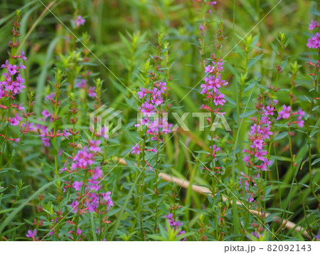 ミソハギ 82092143