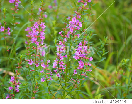 ミソハギ 82092144