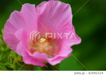 奈良・元興寺の酔芙蓉1 奈良・元興寺の酔芙蓉1 82092224