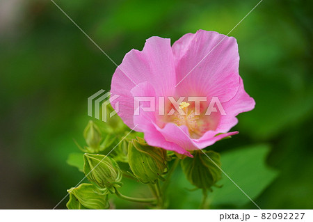 奈良・元興寺の酔芙蓉4 82092227