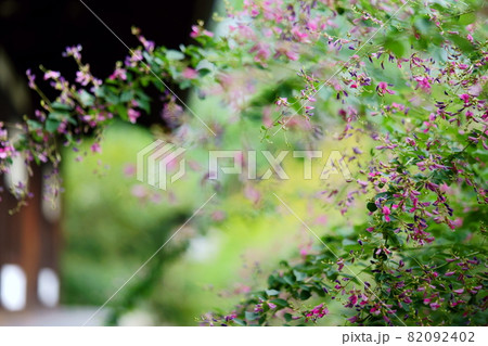 幻想的な奈良元興寺ハギの花アーチ 82092402
