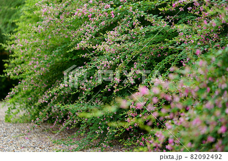 奈良元興寺・ハギの花 奈良元興寺・ハギの花 82092492