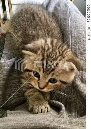 Scottish fold tiger cat laying on sun rays 82092599