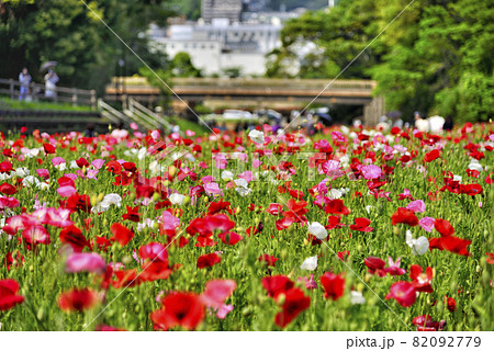【神奈川】横須賀 くりはま花の国のポピー畑 【神奈川】横須賀 くりはま花の国のポピー畑 82092779