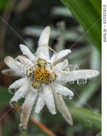 尾瀬・至仏山に咲くホソバヒナウスユキソウ 82092819