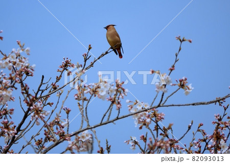 桜の枝に留まるヒレンジャク 82093013