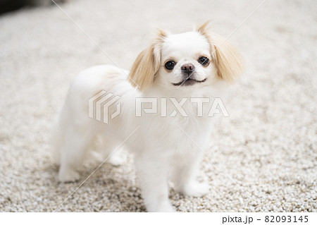 舌を出して笑う白い犬 82093145