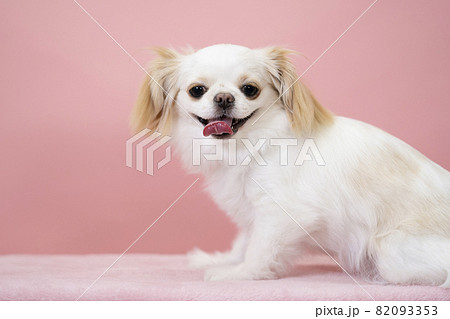 ピンクバックと舌を出して笑う白い犬のバストアップ ピンクバックと舌を出して笑う白い犬のバストアップ 82093353