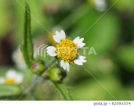 ハキダメギク 82093354