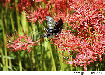 彼岸花の蜜を求めるカラスアゲハ 82093444