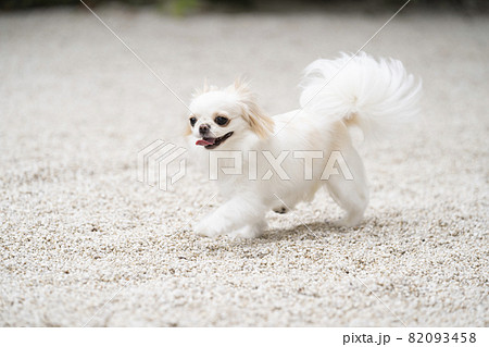 笑いながら駆ける白い犬の写真素材