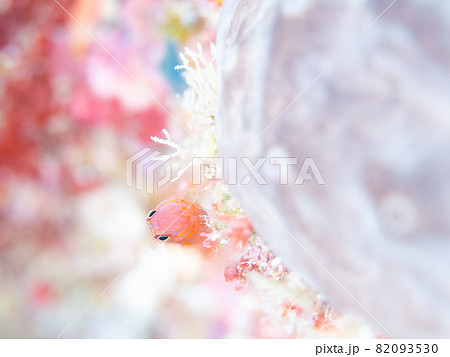 正面顔にきゅんです 正面顔にきゅんです 82093530