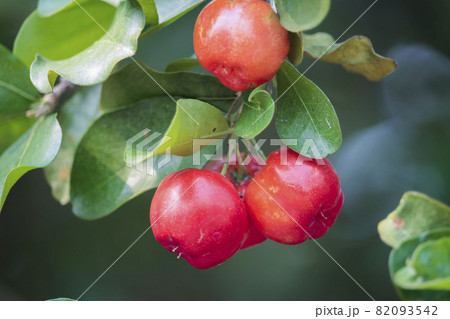 Acerola cherry on the tree with water drop, High vitamin C and antioxidant fruits. Fresh organic Acerola cherry on the tree. 82093542