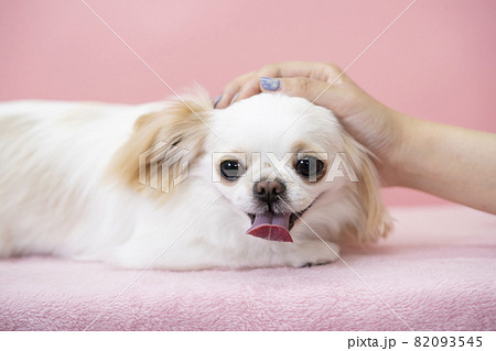 ピンクバックと撫でられて笑う白い犬のバストアップ 82093545