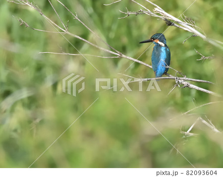 川辺のカワセミ。 82093604