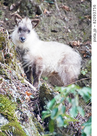 野生のカモシカ 82093756