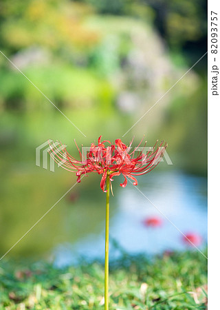 水辺に咲く彼岸花 水辺に咲く彼岸花 82093757