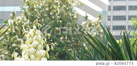東京の街の真ん中をとライブする。　好きな場所、日比谷。　日比谷公園。　植物が、　目一杯に咲いている花 82093773