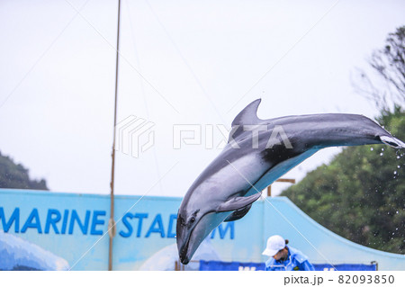 Dolphins in Flight stock photo. Image of never, flowers - 43699642