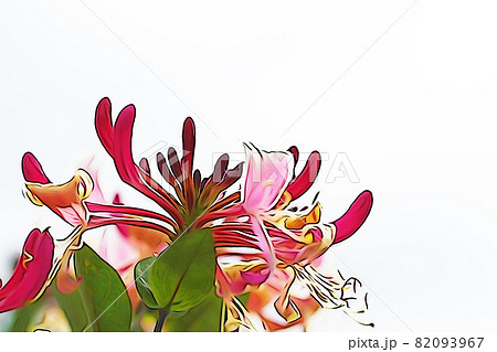 パステル調 ”ハニーサックル” イラストイメージ パステル調 ”ハニーサックル” イラストイメージ 82093967