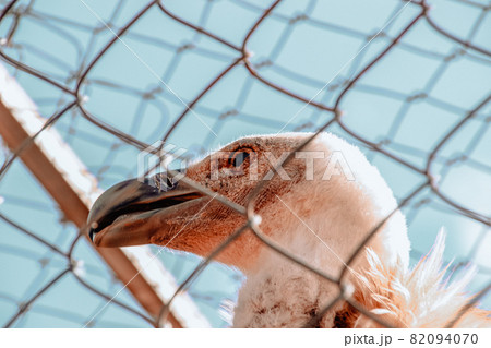 An Asian white-backed vulture or white-rumped vulture (Gyps africanus) inside a chain linked fence at a Wildlife Rescue Center in Cambodia An Asian white-backed vulture or white-rumped vulture (Gyps africanus) inside a chain linked fence at a Wildlife Rescue Center in Cambodia 82094070
