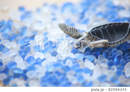 マイクロプラスチックの海とウミガメ 82094345