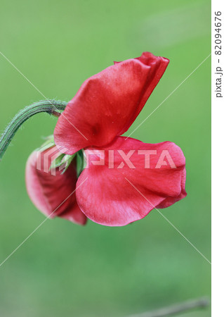 Red sweet pea flower in close up Red sweet pea flower in close up 82094676