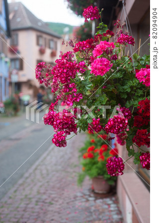 Closeup of pink geranium on the medieva house facade in the street Closeup of pink geranium on the medieva house facade in the street 82094904