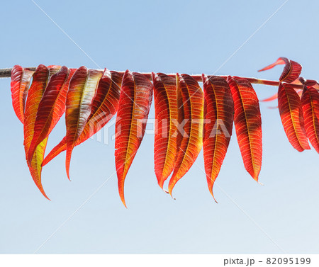 Red autumn leaves in row Red autumn leaves in row 82095199