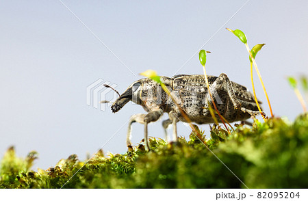 Macro of weevil in moss 82095204
