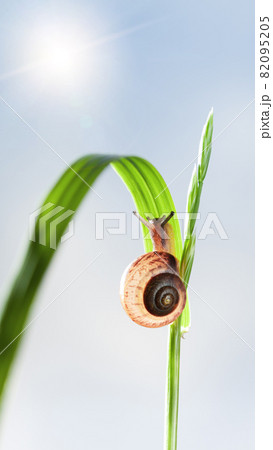 Garden snail on grass at sunny day 82095205