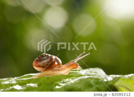 Snail on leaf 82095212