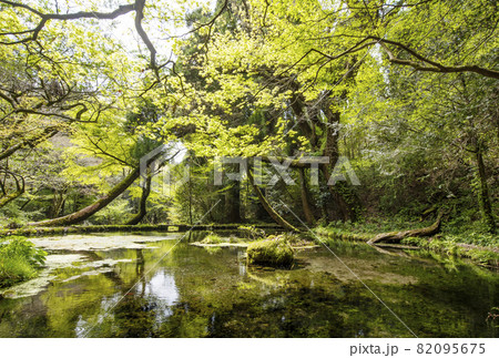 山吹水源と原生林の風景 自然保護公園 日本の名水百選 新緑の山吹水源 熊本阿蘇の人気スポット 山吹水源と原生林の風景 自然保護公園 日本の名水百選 新緑の山吹水源 熊本阿蘇の人気スポット 82095675