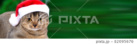 Beautiful fold scottish cat wearing santa claus hat on a green christmas background. Christmas card 82095676