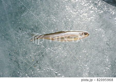 氷上ワカサギ釣り 82095968