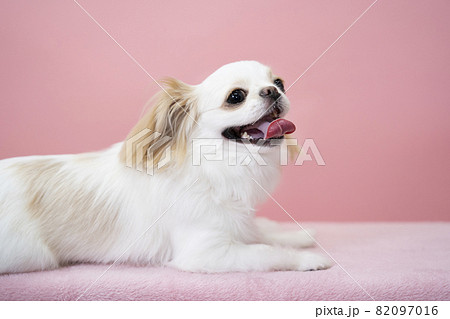 ピンクバックと舌を出して笑う白い犬のバストアップ 82097016