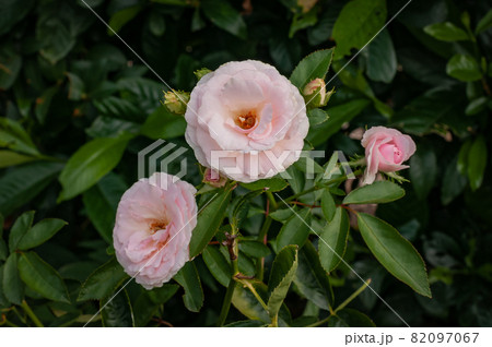 ピンクのバラ 82097067