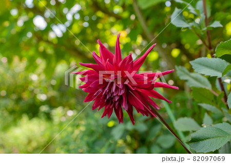 赤いダリア 82097069