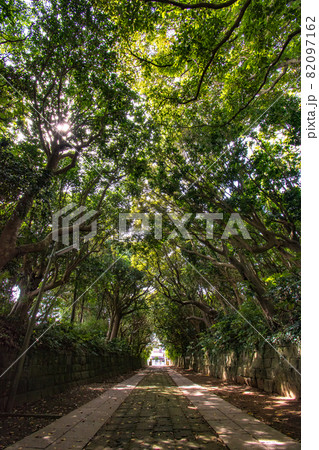茨城県ひたちなか市にある酒列磯前神社参道の樹叢 82097162